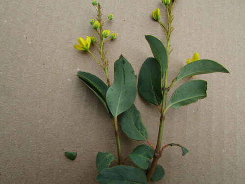 Galphimia speciosa, photograph 3