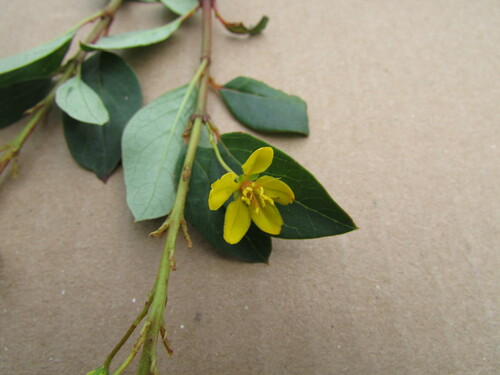 Galphimia speciosa, photograph 4