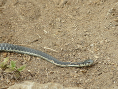 Thamnophis couchii