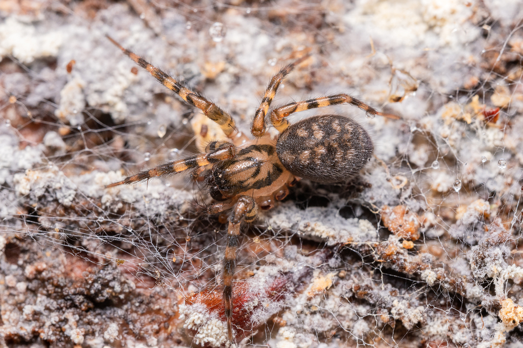 Rubrius from Concepcion, Bío Bío, Chile on May 27, 2023 at 01:19 PM by ...