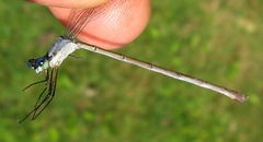 Lestes vigilax