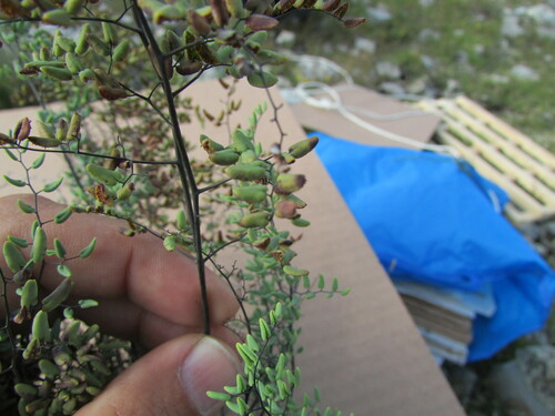 Image of Pellaea cordifolia by (c) Carlos Martorell, some rights reserved (CC BY)