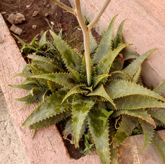 Aloe maculata