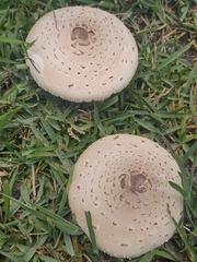 Chlorophyllum molybdites image