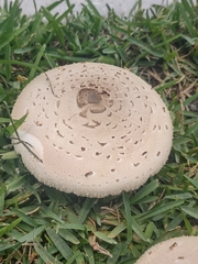 Chlorophyllum molybdites image