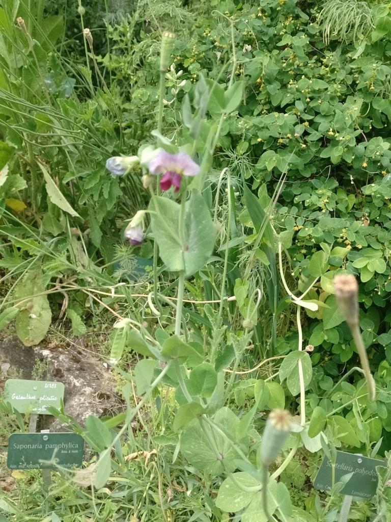 Peas
