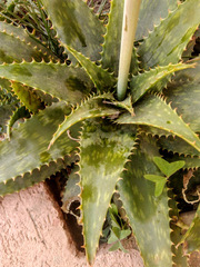 Aloe maculata