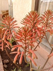 Aloe maculata
