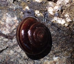 Helminthoglypta sequoicola