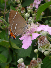 Satyrium w-album