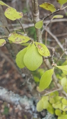 Forestiera