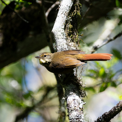 Buff-Browed Foliage-Gleaner photo 4