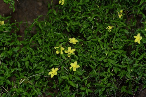 Image of Haplophyton crooksii by (c) Michelle W. （鍾偉瑋）, some rights reserved (CC BY)