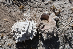 Phyllonotus erythrostomus