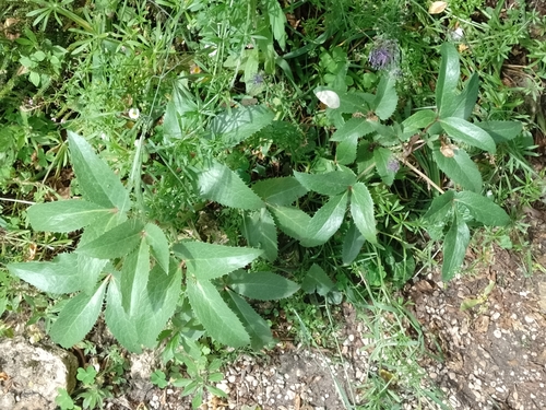 Corsican Hellebore