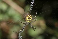 Argiope bruennichi