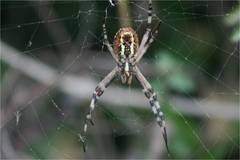 Argiope bruennichi