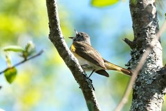 Setophaga ruticilla image