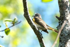Setophaga ruticilla image