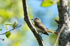 Setophaga ruticilla image