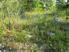 Delphinium alabamicum