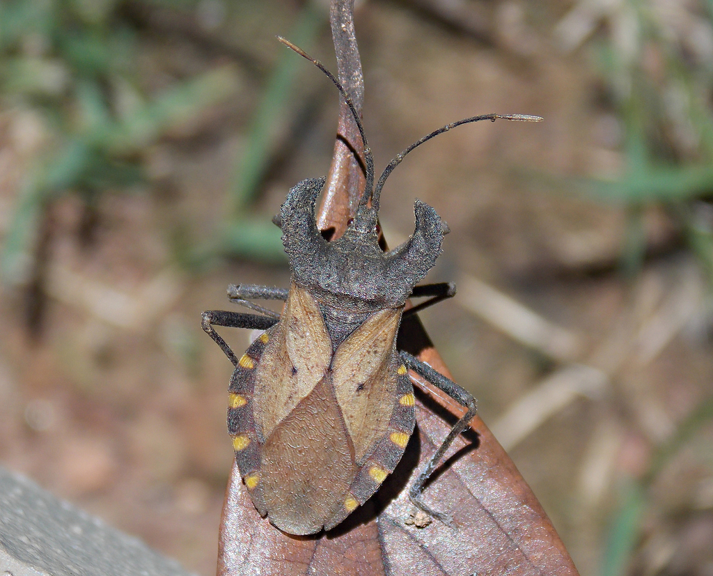 Menenotus diminutus