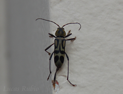 Chlorophorus annularis