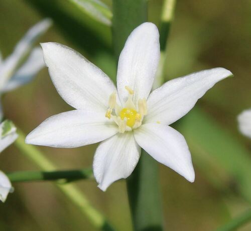 Image of Ornithogalum pyramidale by (c) Aurèle Baretje, some rights reserved (CC BY)