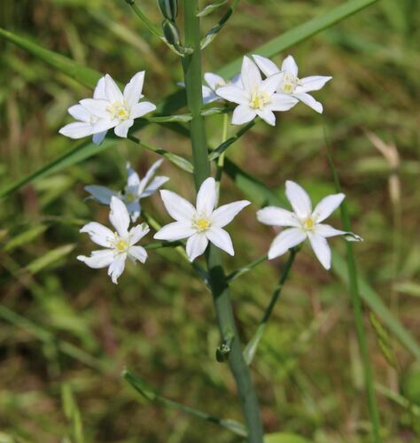 Image of Ornithogalum pyramidale by (c) Aurèle Baretje, some rights reserved (CC BY)