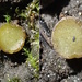 Ascobolus viridis - Photo (c) Igor Khomenko, alguns direitos reservados (CC BY-NC), uploaded by Igor Khomenko