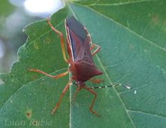 Anasa varicornis