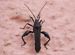 Grammopoecilus angustatus