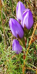 Gentiana catesbaei