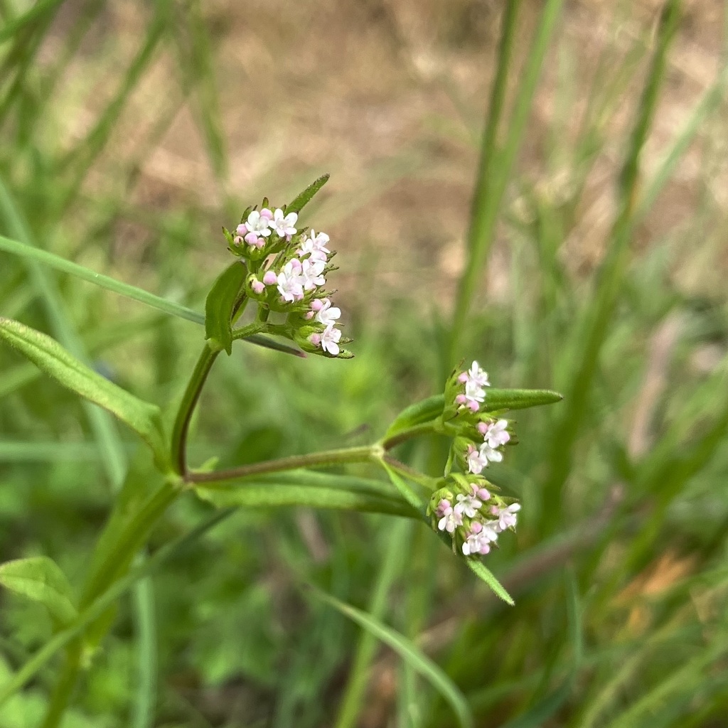 Valerianella puberula
