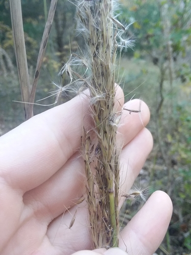 shortbeard plumegrass (Saccharum brevibarbe)