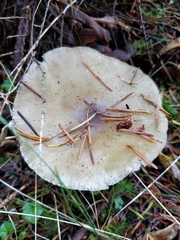 Clitocybe gibba image