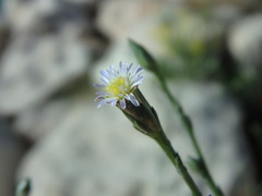 Symphyotrichum subulatum