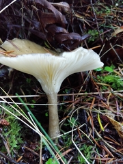 Clitocybe gibba image