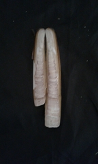 Ensis minor