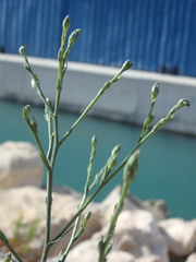 Symphyotrichum subulatum