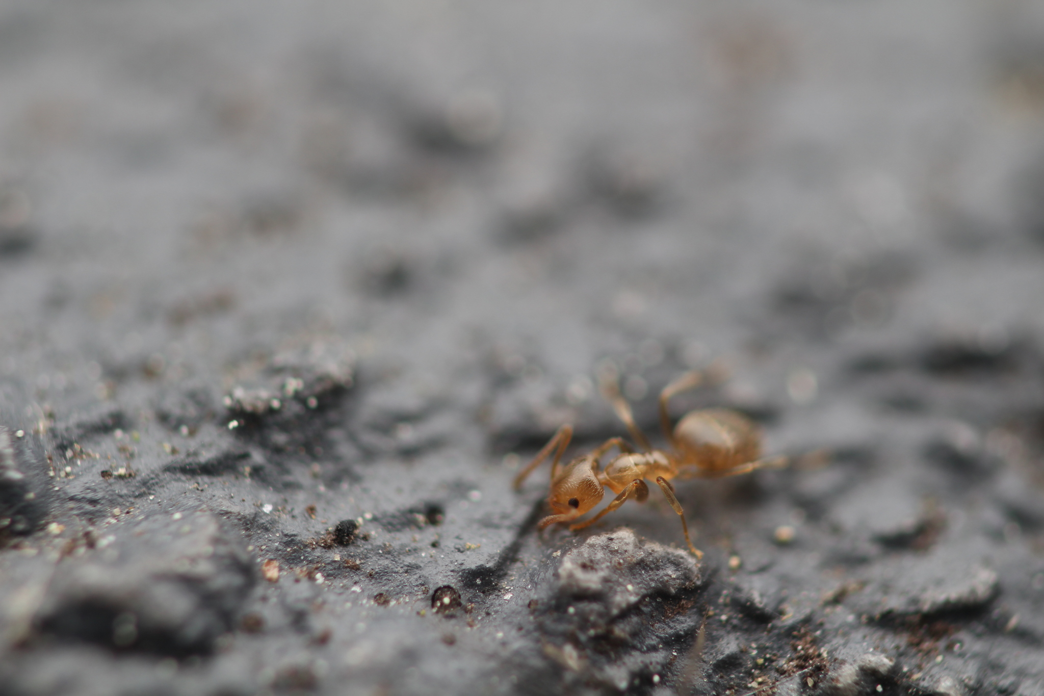 Plagiolepis invadens