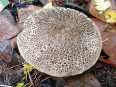 Boletus chrysenteron image