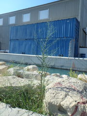 Symphyotrichum subulatum