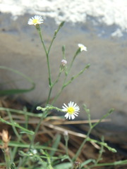 Symphyotrichum subulatum