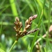 Bird's-foot Sedge - Photo (c) AndreaC, some rights reserved (CC BY-ND), uploaded by AndreaC