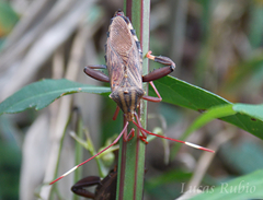 Melucha phyllocnemis
