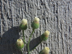 Erigeron bonariensis