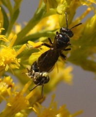 Protandrena andrenoides