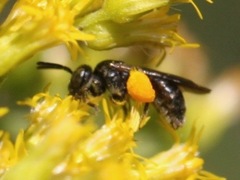 Protandrena andrenoides