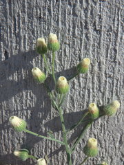 Erigeron bonariensis